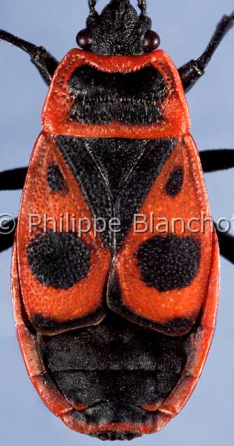 Pyrrhocoris apterus.JPG - Pyrrhocoris apterus (Portrait)Gendarme, Cherche midiBugHemipteraPyrrhocoridaeFrance